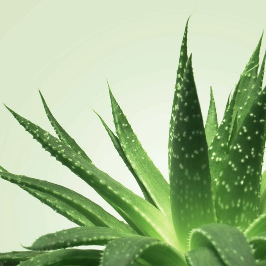 Mixgliss Gel de Massage - NU Aloe Vera - 1000 Ml